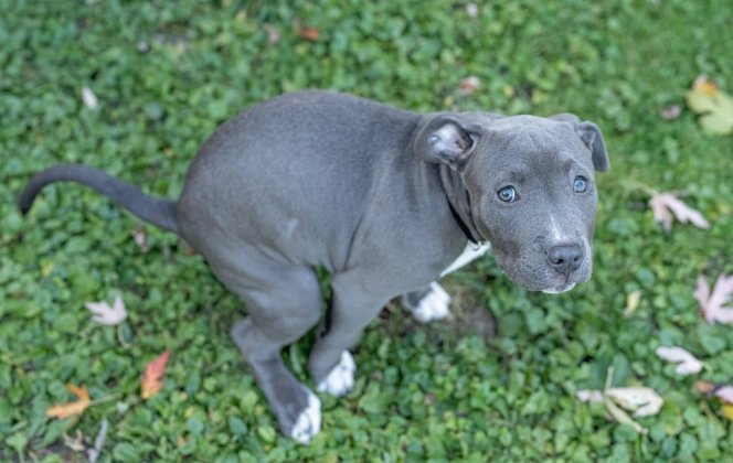 what to give a dog with diarrhea