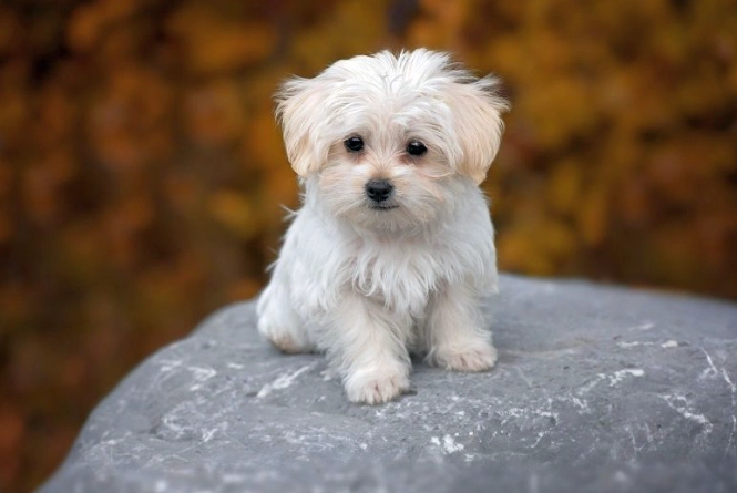 small white dog breeds