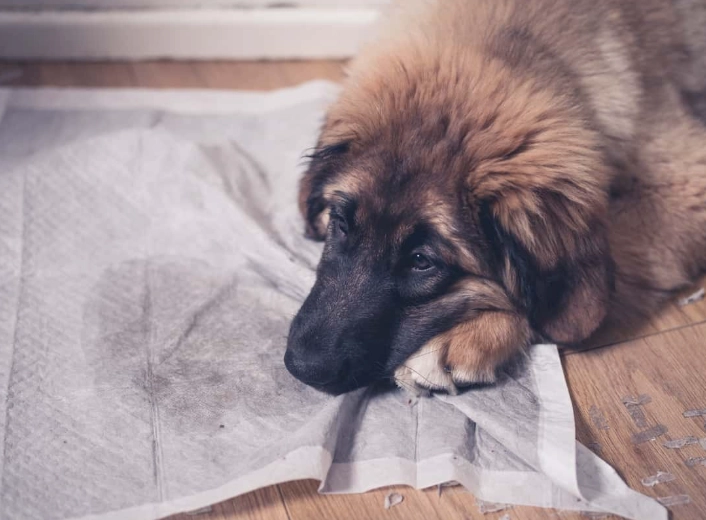 canine bladder infection symptoms