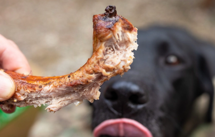 can dogs eat pork