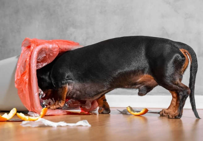 dog diarrhea home remedy