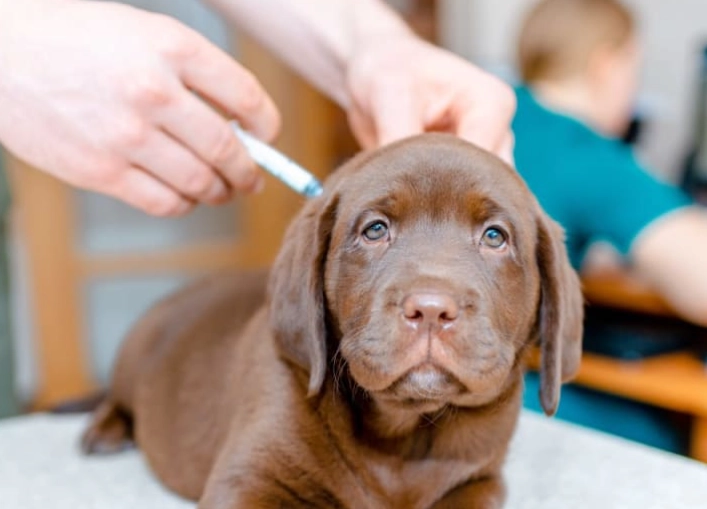 dog vaccination schedule dog vaccination schedule