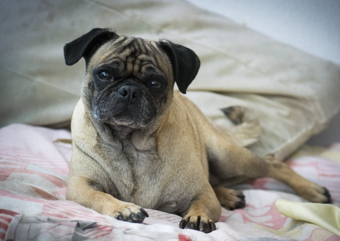 pug health problems
