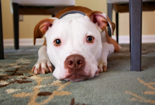 what to give a dog with diarrhea