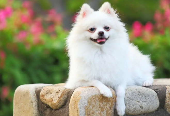 small hypoallergenic dogs