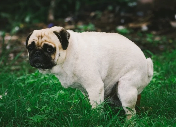 my dog has diarrhea and vomiting