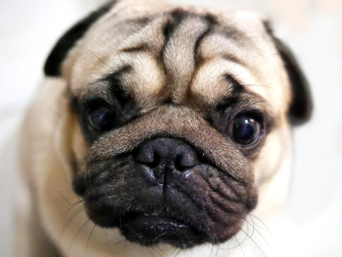 pug care guide