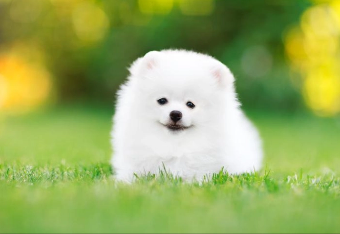 small hypoallergenic dogs