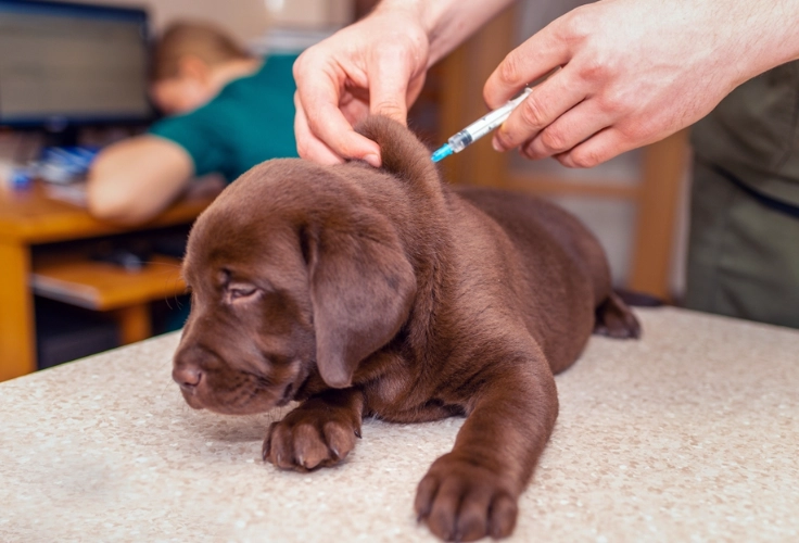 puppy shots puppy shots