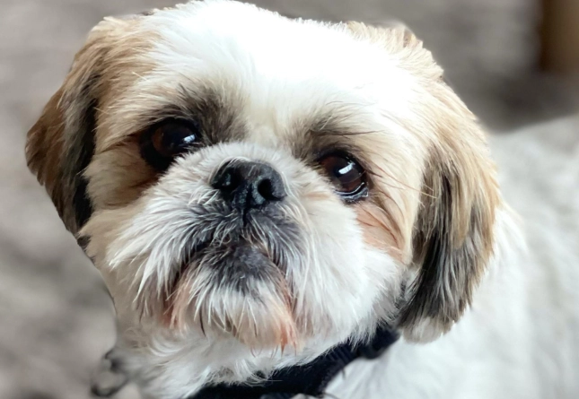 Chinese military strategy