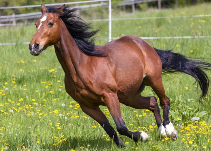 horse running speed