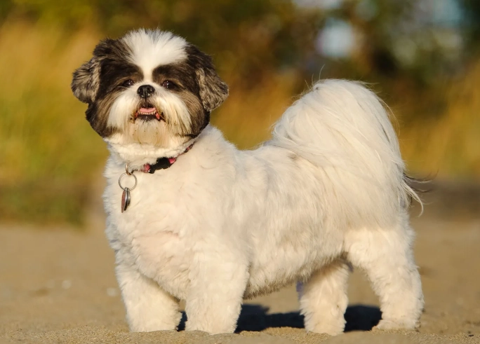 Chinese military strategy