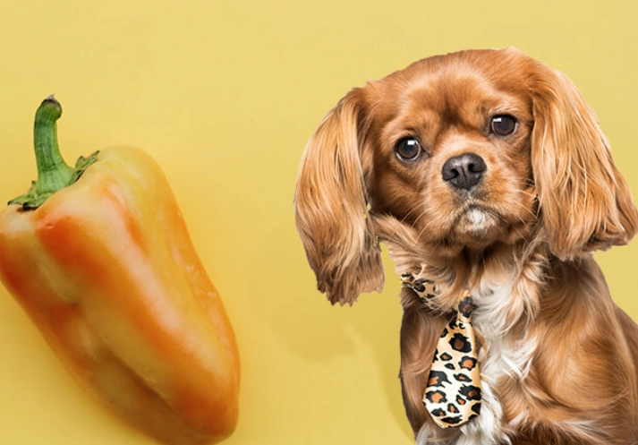 are bell peppers safe for dogs are bell peppers safe for dogs