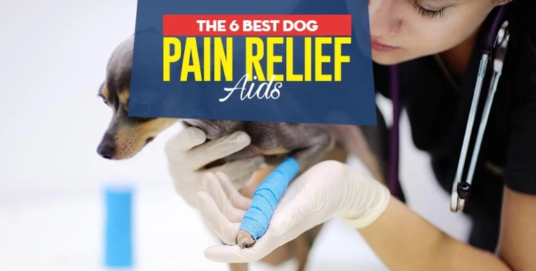 canine arthritis medication canine arthritis medication