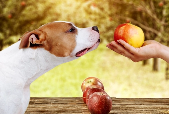 apples for dogs