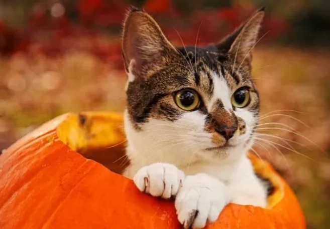 pumpkin for cats