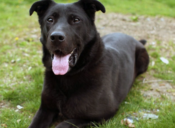 lab mixed with german shepherd lab mixed with german shepherd