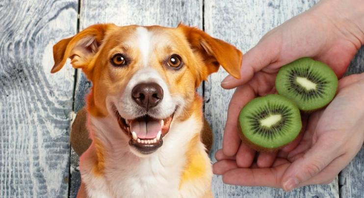 can dogs eat kiwi fruit