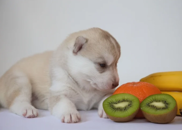 is kiwi good for dogs