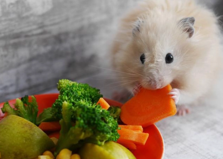 hamster food list