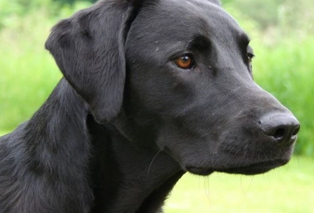 labrador german shepherd mix labrador german shepherd mix