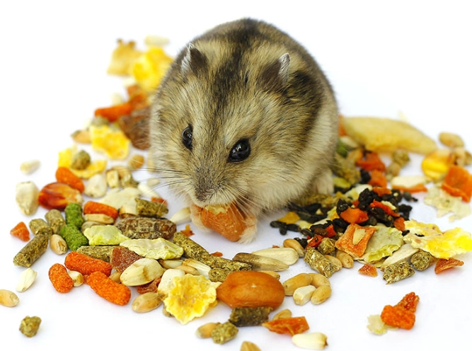 safe foods for hamsters