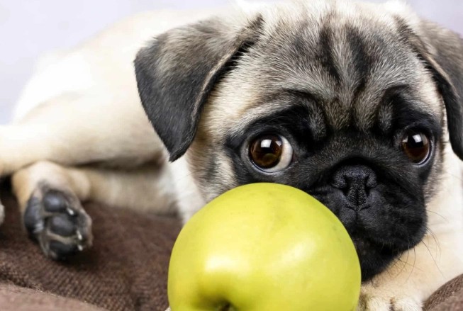 apples for dogs