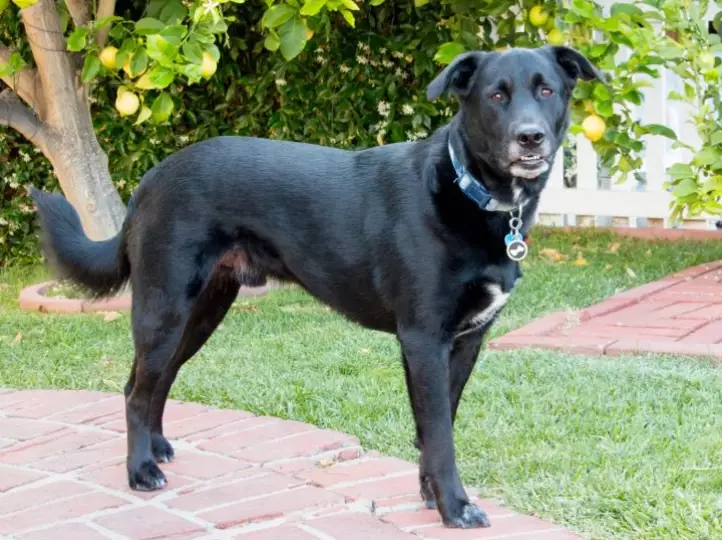 lab mixed with german shepherd lab mixed with german shepherd
