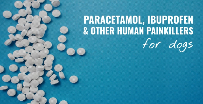 dog pain relief dog pain relief