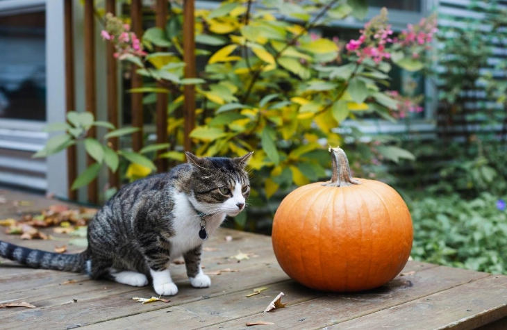 is pumpkin good for cats