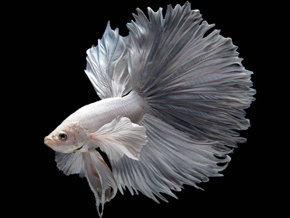 how long do betta fish live