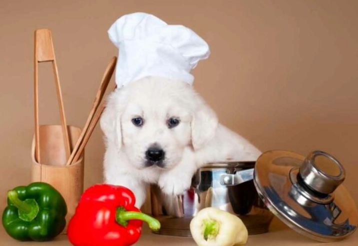 feeding bell peppers to dogs feeding bell peppers to dogs