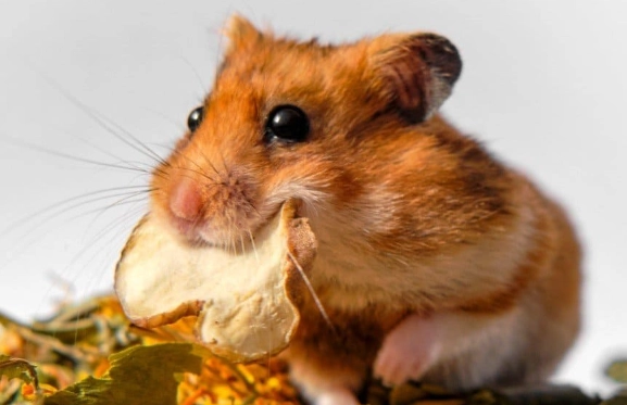 safe foods for hamsters