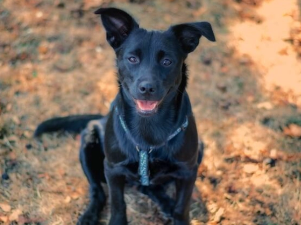 german shepherd lab mix german shepherd lab mix