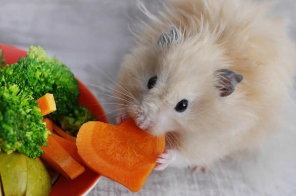 safe foods for hamsters