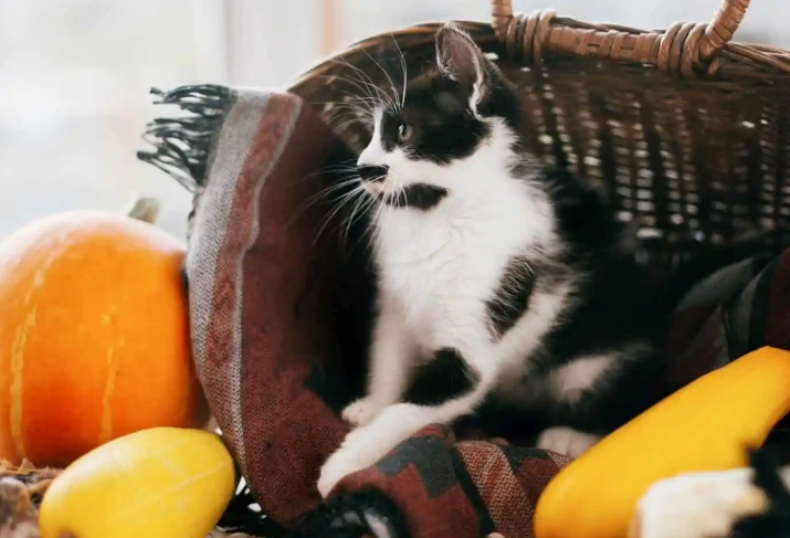 pumpkin for cats
