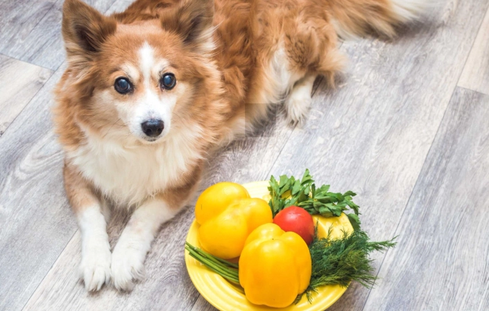 are bell peppers safe for dogs are bell peppers safe for dogs