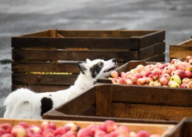 apples for dogs