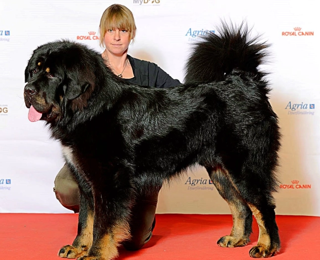 biggest dog breed