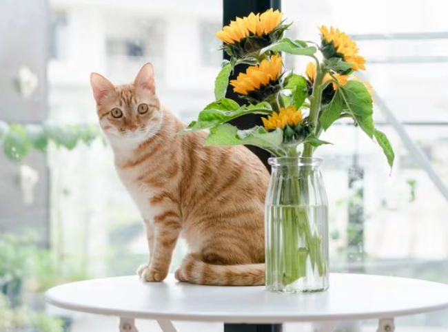 cat safe flowers