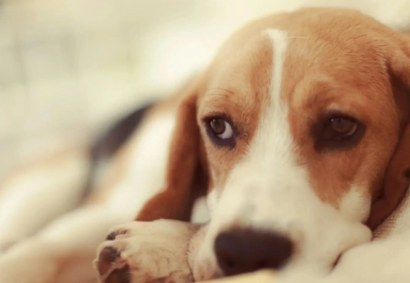 dog parvo symptoms dog parvo symptoms