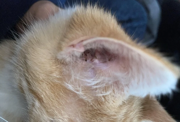 ear mite symptoms in cats ear mite symptoms in cats