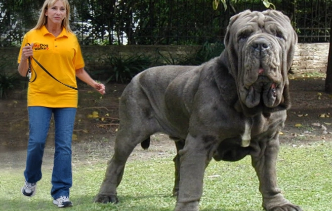 giant dog breeds