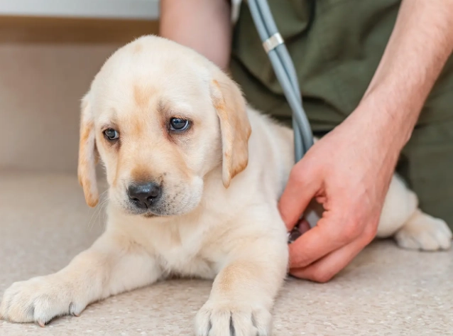 dog parvo symptoms dog parvo symptoms