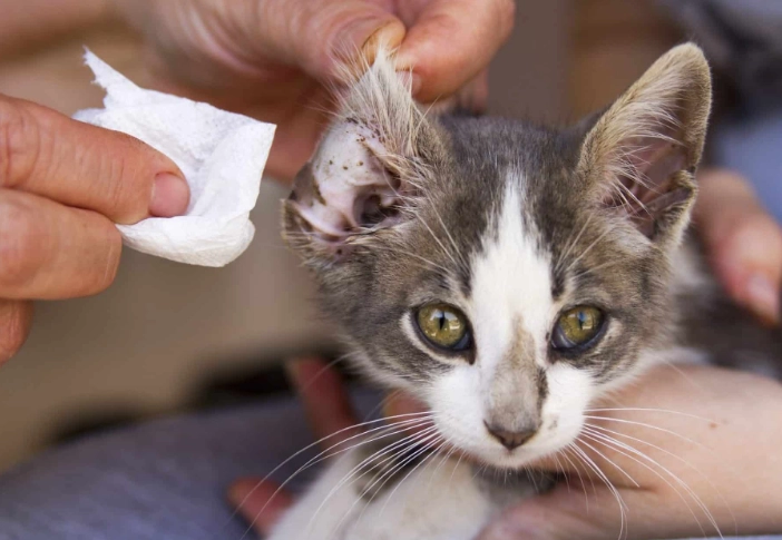 cat ear mites treatment cat ear mites treatment