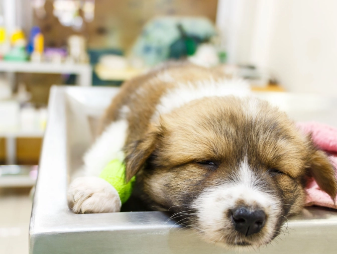 canine parvovirus signs canine parvovirus signs