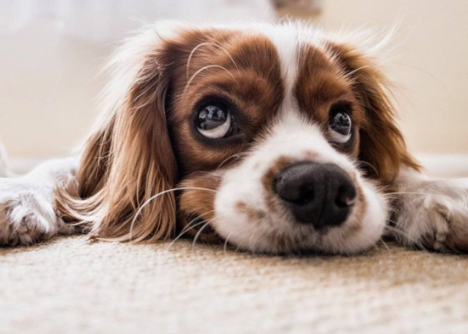 canine parvovirus signs canine parvovirus signs