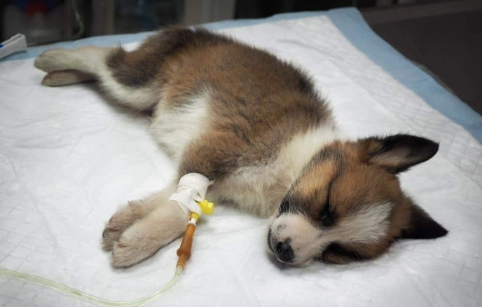 canine parvovirus signs canine parvovirus signs