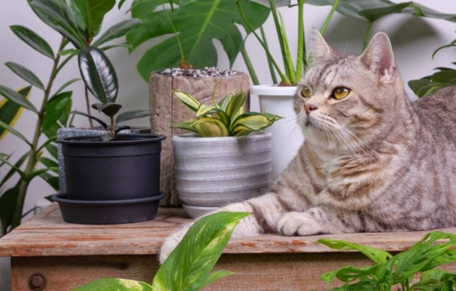 pet friendly plants