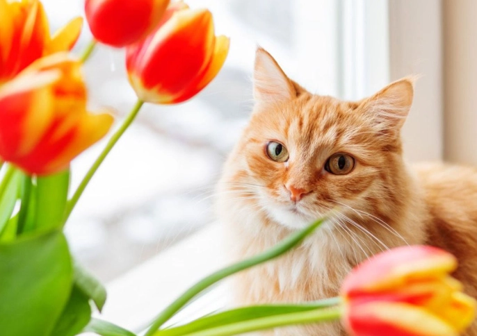 non toxic flowers for cats